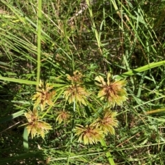 Cyperus eragrostis (Umbrella Sedge) at Mount Majura - 25 Feb 2024 by waltraud