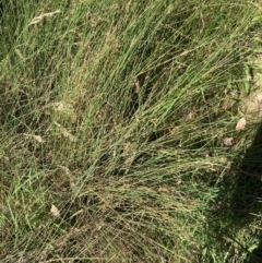 Juncus (genus) (A Rush) at Mount Majura - 25 Feb 2024 by waltraud