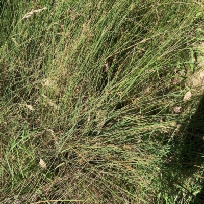 Juncus (genus) (A Rush) at Mount Majura - 25 Feb 2024 by waltraud