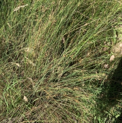 Juncus sp. (A Rush) at Watson, ACT - 25 Feb 2024 by waltraud