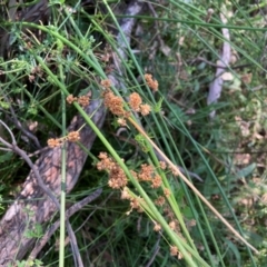 Juncus (genus) (A Rush) at The Fair, Watson - 25 Feb 2024 by waltraud