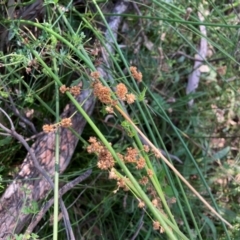 Juncus sp. (A Rush) at The Fair, Watson - 25 Feb 2024 by waltraud