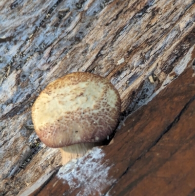 zz agaric (stem; gill colour unknown) at Garran, ACT - 21 Feb 2024 by GarranCubs