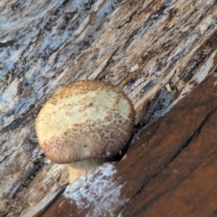 zz agaric (stem; gill colour unknown) at Hughes Garran Woodland - 21 Feb 2024 by GarranCubs