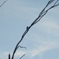 Manorina melanocephala (Noisy Miner) at Hughes Garran Woodland - 21 Feb 2024 by GarranCubs