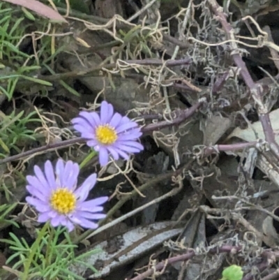 Brachyscome multifida (Cut-leaf Daisy) at Hughes Garran Woodland - 21 Feb 2024 by GarranCubs