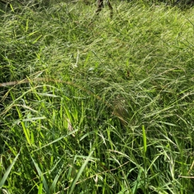 Microlaena stipoides (Weeping Grass) at Mount Majura - 25 Feb 2024 by waltraud