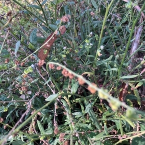 Cynoglossum australe at The Fair, Watson - 25 Feb 2024