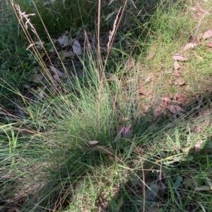 Poa sieberiana var. sieberiana at Mount Majura - 25 Feb 2024