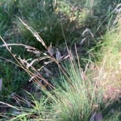 Poa sieberiana var. sieberiana at Mount Majura - 25 Feb 2024