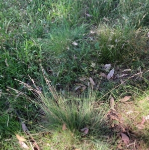 Poa sieberiana var. sieberiana at Mount Majura - 25 Feb 2024