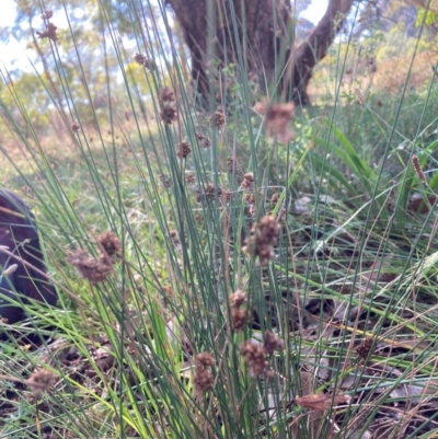 Juncus sp. (A Rush) at The Fair, Watson - 25 Feb 2024 by waltraud