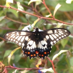 Papilio anactus (Dainty Swallowtail) at Turner, ACT - 25 Feb 2024 by ConBoekel