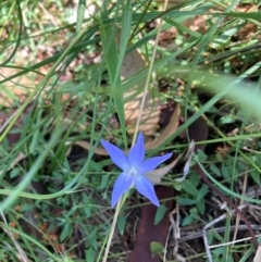 Wahlenbergia sp. (Bluebell) at Mount Majura - 25 Feb 2024 by waltraud