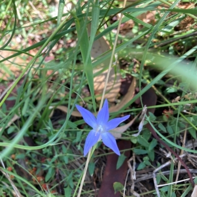 Wahlenbergia sp. (Bluebell) at Mount Majura - 25 Feb 2024 by waltraud