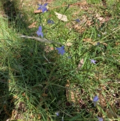 Wahlenbergia sp. at Mount Majura - 25 Feb 2024