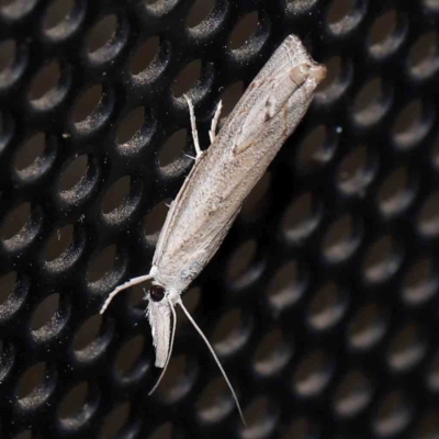 Culladia cuneiferellus (Crambinae moth) at Turner, ACT - 25 Feb 2024 by ConBoekel