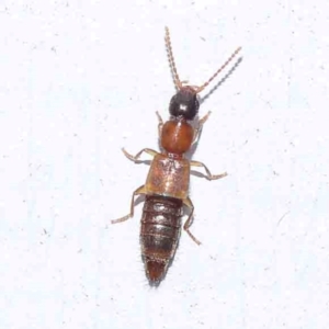 Staphylinidae (family) at Turner, ACT - 22 Feb 2024 09:06 PM