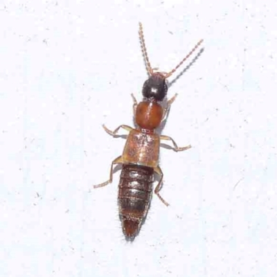 Unidentified Rove beetles (Staphylinidae) at Turner, ACT - 22 Feb 2024 by ConBoekel