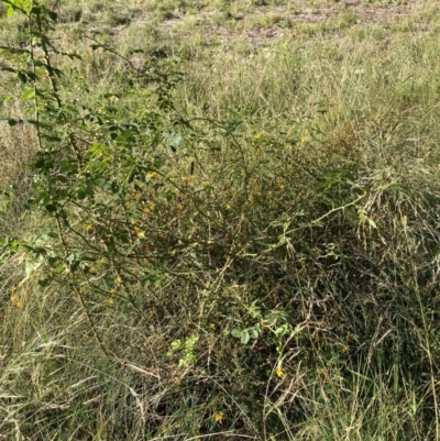 Rosa sp. (A Wild Rose) at Watson, ACT - 25 Feb 2024 by waltraud