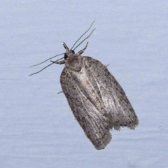 Isotenes miserana (Orange Fruit Borer) at Turner, ACT - 22 Feb 2024 by ConBoekel