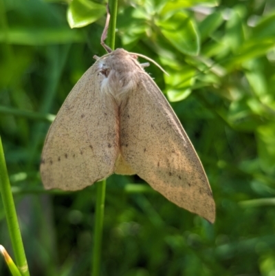 Arhodia lasiocamparia (Pink Arhodia) at Lilli Pilli, NSW - 25 Feb 2024 by Miranda