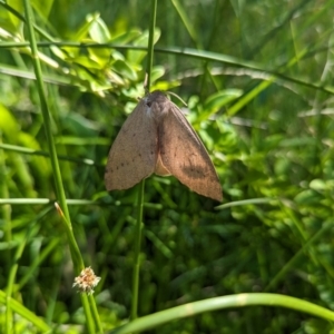 Arhodia lasiocamparia at Lilli Pilli, NSW - 25 Feb 2024