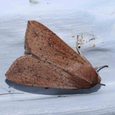 Mythimna (Pseudaletia) convecta (Common Armyworm) at Turner, ACT - 23 Feb 2024 by ConBoekel