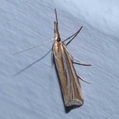 Hednota relatalis (A Crambid moth (Crambinae) at Turner, ACT - 25 Feb 2024 by ConBoekel