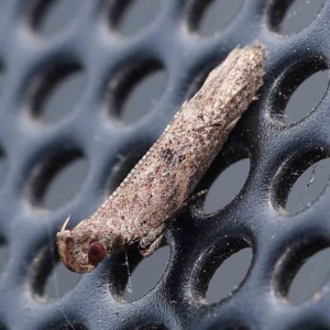 Gelechiidae (family) at Turner, ACT - 25 Feb 2024 09:05 PM