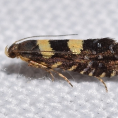 Glyphipterix chrysoplanetis (A Sedge Moth) at Jerrabomberra, NSW - 25 Feb 2024 by DianneClarke