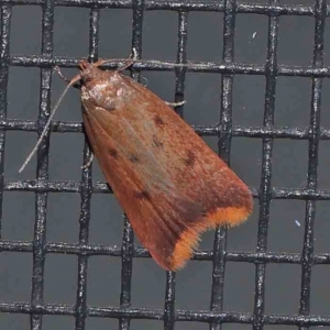 Tachystola acroxantha at Turner, ACT - 22 Feb 2024