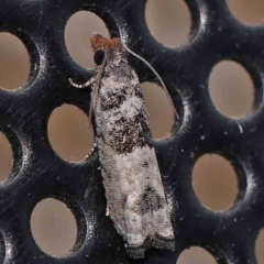 Spilonota constrictana (A Tortricid moth) at Turner, ACT - 25 Feb 2024 by ConBoekel