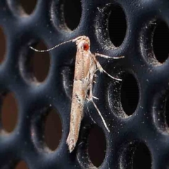 Pyroderces terminella (A Cosmet moth) at Turner, ACT - 22 Feb 2024 by ConBoekel