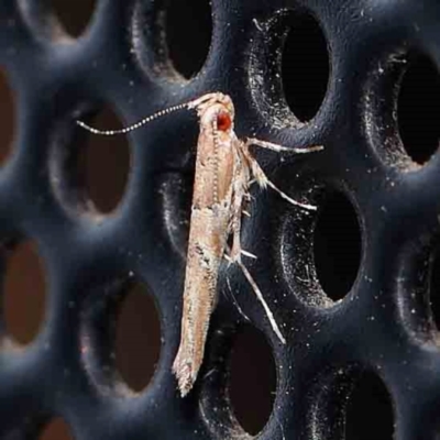 Pyroderces terminella (A Cosmet moth) at Turner, ACT - 22 Feb 2024 by ConBoekel