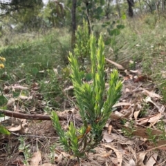 Styphelia triflora (Five-corners) at Watson, ACT - 26 Feb 2024 by waltraud