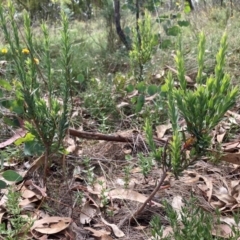 Styphelia triflora at Mount Majura - 26 Feb 2024 11:48 AM