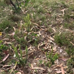 Styphelia triflora at Mount Majura - 26 Feb 2024 11:48 AM