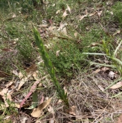 Styphelia triflora at Mount Majura - 26 Feb 2024