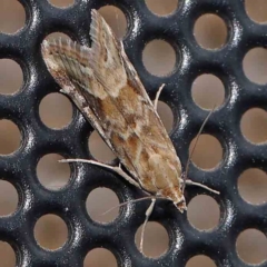 Hellula hydralis (Cabbage Centre Moth) at Turner, ACT - 23 Feb 2024 by ConBoekel