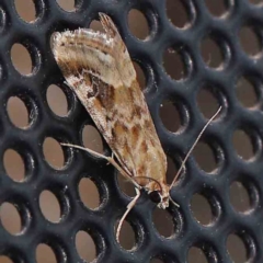 Hellula hydralis at Turner, ACT - 23 Feb 2024