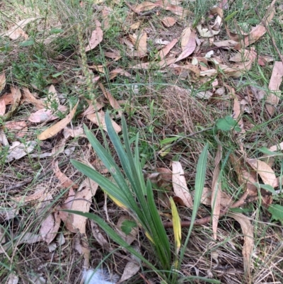 Plantago varia (Native Plaintain) at Watson, ACT - 26 Feb 2024 by waltraud