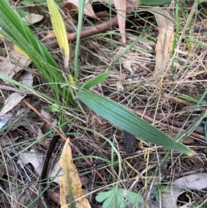 Plantago varia at Mount Majura - 26 Feb 2024