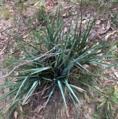 Dianella sp. aff. longifolia (Benambra) (Pale Flax Lily, Blue Flax Lily) at Mount Majura - 26 Feb 2024 by waltraud