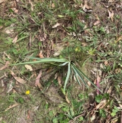 Dianella sp. aff. longifolia (Benambra) at Mount Majura - 26 Feb 2024