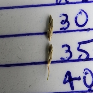 Eragrostis curvula at Downer, ACT - 27 Feb 2024