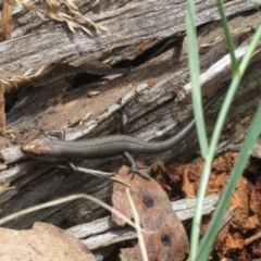 Pseudemoia entrecasteauxii (Woodland Tussock-skink) at Brindabella, NSW - 26 Feb 2024 by Christine