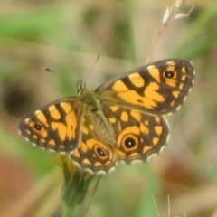 Oreixenica lathoniella (Silver Xenica) at Brindabella, NSW - 25 Feb 2024 by Christine