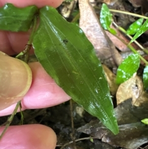 Aneilema acuminatum at Brogers Creek, NSW - 27 Feb 2024