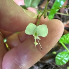 Aneilema acuminatum at Brogers Creek, NSW - 27 Feb 2024